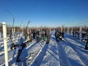 Ledena berba traminca na Principovcu, Foto: M.Milas/Radio Osijek