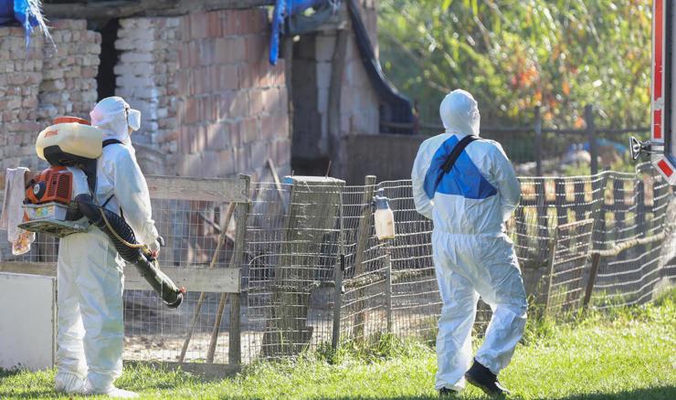 Nadzor DIRH-a zbog premještanja svinja mogao bi rezultirati i kaznenim prijavama
