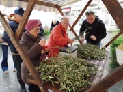 Cvjetnica ili Nedjelja Muke Gospodnje, Foto: HRT/Radio Osijek