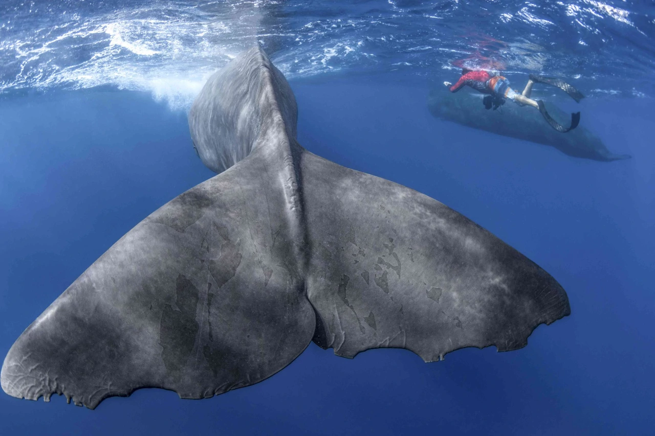 Ponedjeljak, 15. prosinca na Drugom