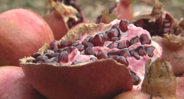 Od Argentine do Kaštela u potrazi za znanjem o šipku i maslini