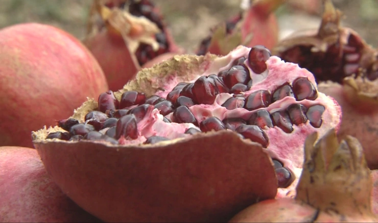Od Argentine do Kaštela u potrazi za znanjem o šipku i maslini
