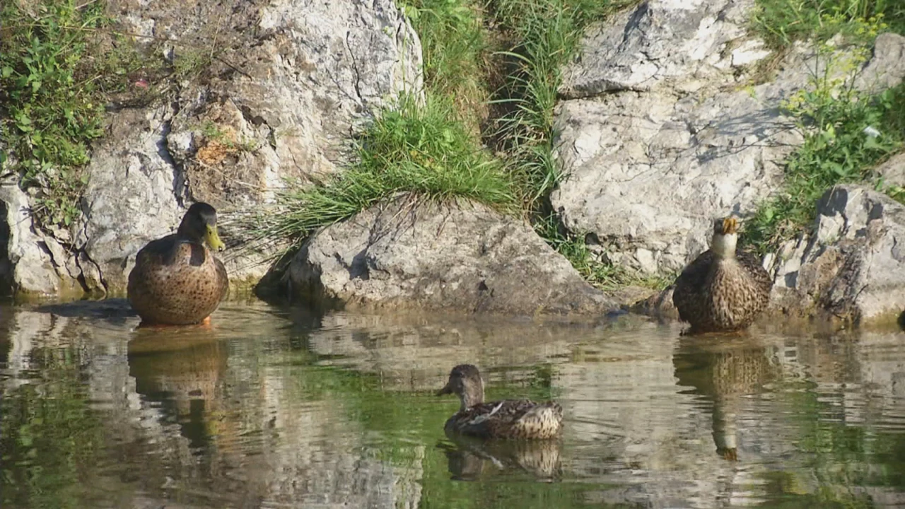 NP Risnjak, destinacija koja odiše mirnoćom, Foto: Dnevnik/HRT