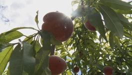 Kupcima izravno na kućne adrese stiže svježe voće i povrće
