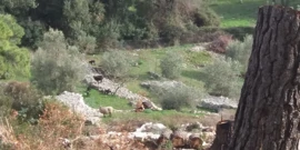 Mljet, smaragd Mediterana, Foto: Bezbrižne ovce na Mljetu (Foto: Tatjana Rau/Glas Hrvatske)/-