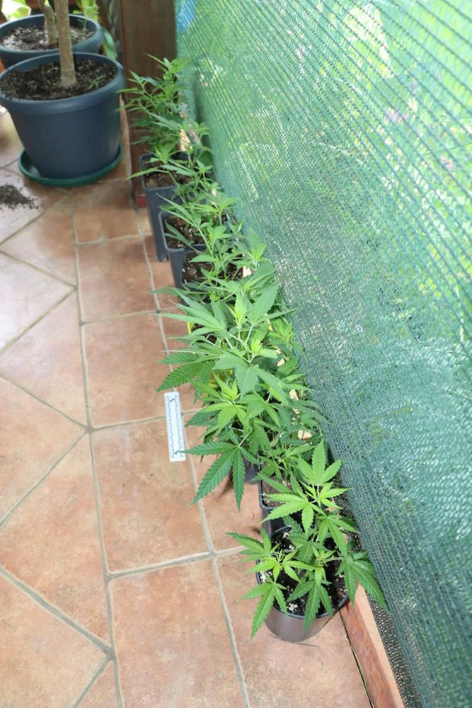 U kući i dvorištu u Gornjem Desincu pronađena razna droga