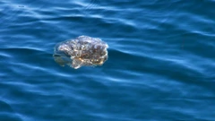 Meduza, ilustracija