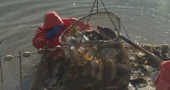 U punom jeku izlov slatkovodne ribe: