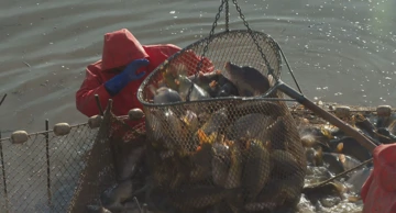 U punom jeku izlov slatkovodne ribe:
