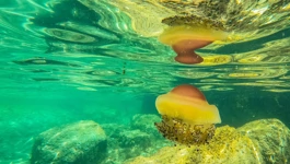 Podmorje Zadar