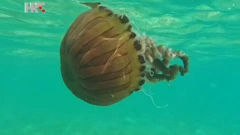 Kompas meduza