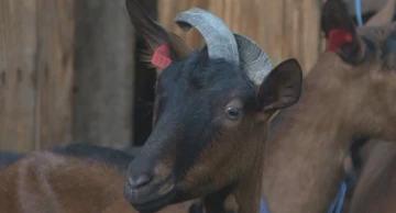 Proizvodnja kozjeg sira