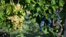 U Konavlima počela berba grožđa uz tradicionalno "Trganje"