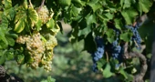 U Konavlima počela berba grožđa uz tradicionalno "Trganje"