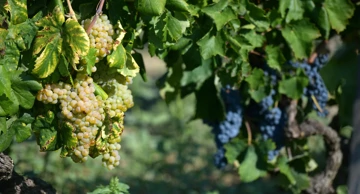 U Konavlima počela berba grožđa uz tradicionalno "Trganje"