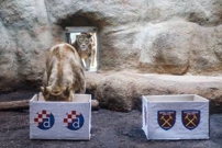 "Lavlja prognoza" utakmice Dinamo - West Ham, Foto: Tomislav Miletić/PIXSELL