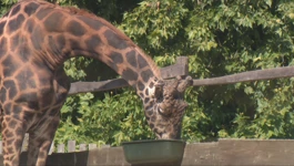 Osječki ZOO