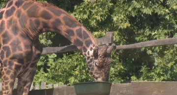 Osječki ZOO