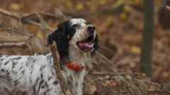 Srijeda, 18. ožujka na Prvom , Foto: Psi na zadatku /2. sezona dokumentarne serije 