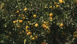 Počela berba mandarina