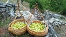 domaće smokve