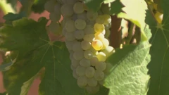 Vinogradarstvo