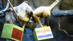 Gibon Kent prognozira hrvatsku pobjedu