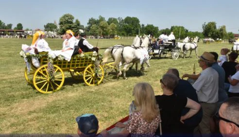 White Horses event in Babina Greda 