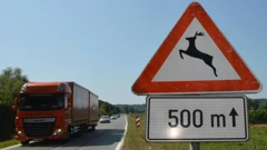 Sve više naleta divljači na vozila