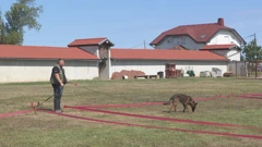 Centar za trening i obuku pasa u Vladislavcima