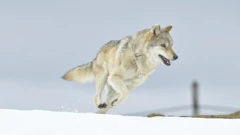 Petak, 15. travnja na Drugom, Foto: Vukova odiseja/dokumentarni film