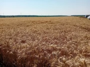 Sjetva dronom , Foto: OBŽ/Radio Osijek