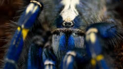 Tarantula