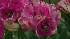 Nedjelja, 1. veljače na Prvom, Foto: Vrtlarica/6. sezona emisije