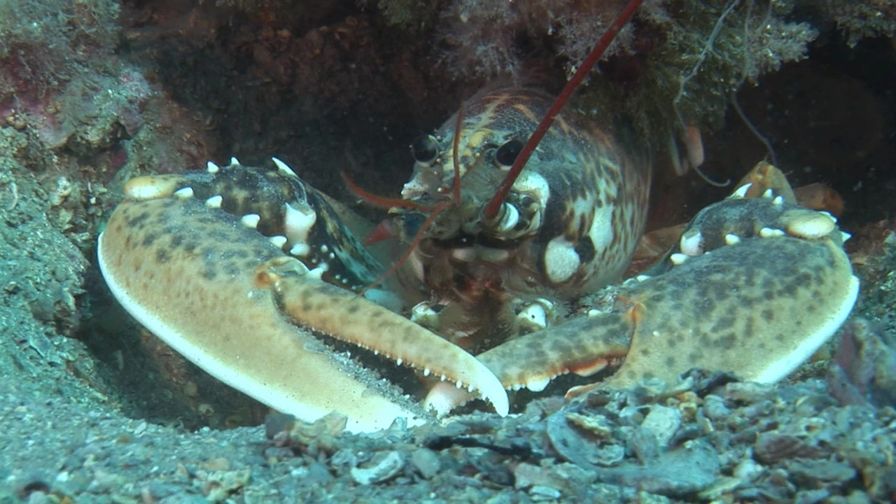 Utorak, 17. kolovoza na Drugom   