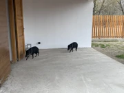 ., Foto: HRT Radio Osijek/HRT Radio Osijek