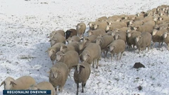 Ovce na pašnjaku