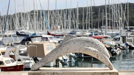 Lučica Delfin