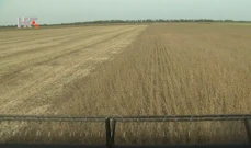 Je li GMO štetan za zdravlje?, Foto: HRT/HTV