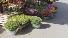 Hoće li cvječari smjeti raditi za blagdan Svih Svetih?