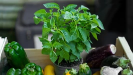 Zdrava hrana ili pesticidi na tanjuru