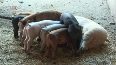 Farma, Foto: Plodovi zemlje/HRT