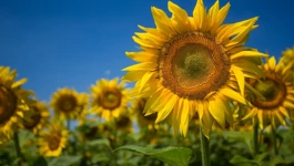 (Foto: Davor Javorović/PIXSELL)