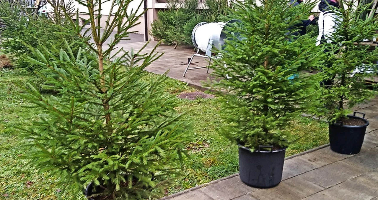 Sve se češće traže drvca u lončanicama, Foto: Nenad Lučić/Radio Rijeka