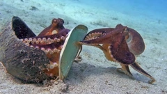 Četvrtak, 3. listopada na Drugom, Foto: Špijun u oceanu/dokumentarna serija