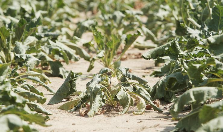 Zbog suše proglašena prirodna nepogoda za Virovitičko- podravsku županiju