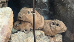 Gundiji, Foto: ZOO Zagreb/ZOO Zagreb