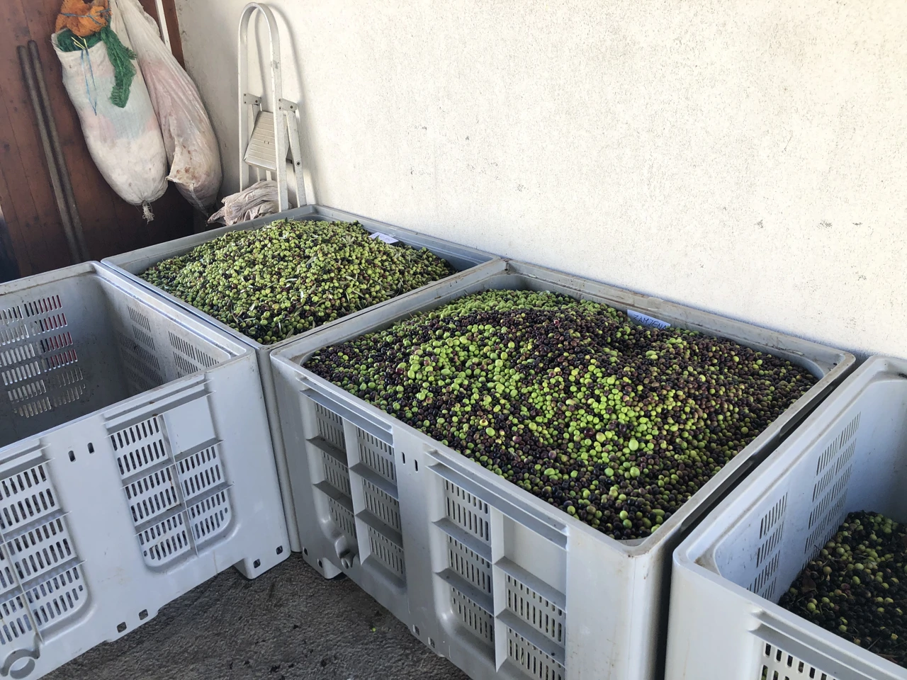 ubrane čekaju postati fino maslinovo ulje, Foto: Vladimir Jurić/Radio Rijeka