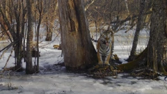 Utorak, 15. rujna na Prvom, Foto: Tajanstveno carstvo sibirskog tigra/dokumentarni film