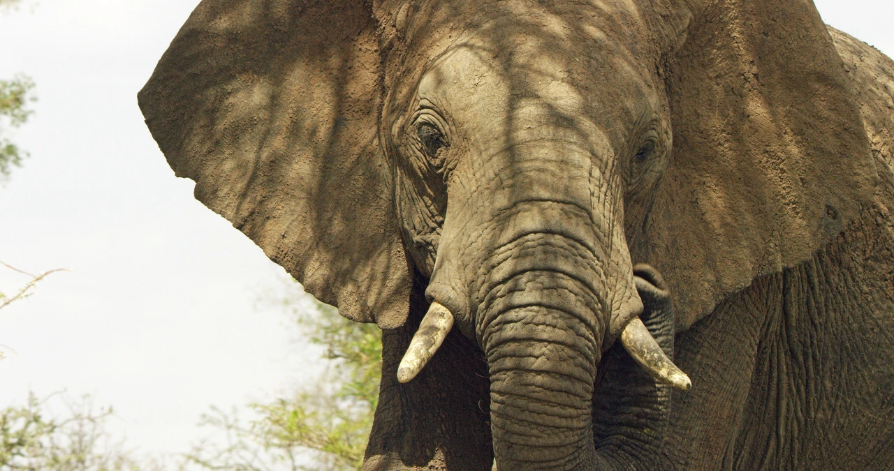 Srijeda 30. lipnja na Prvom , Foto:  Serengeti/dokumentarna serija